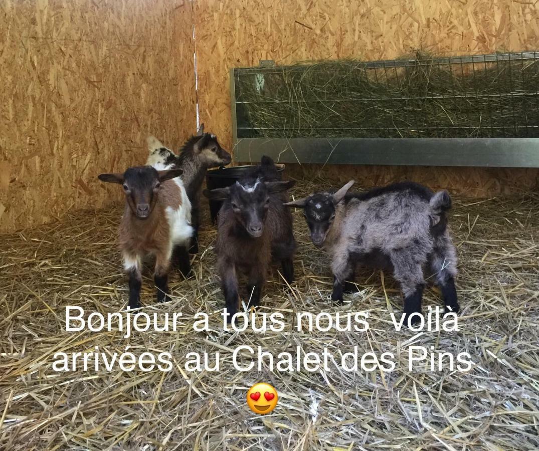 Hôtel Le Chalet Des Pins à Rougeou Extérieur photo